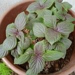 Plectranthus scutellarioidesപുഷ്പം