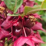 Leycesteria formosa Плід