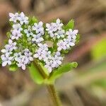 Valerianella eriocarpa Flower