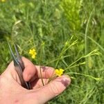 Linum trigynum 葉