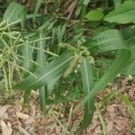 Paspalum paniculatum Flower