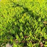 Carpobrotus chilensis Hoja