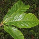 Genipa americana Лист