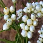 Pseudognaphalium californicum Flor