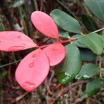 Eugenia brongniartiana Leaf