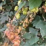 Humulus scandens Fruto