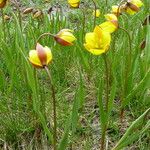 Tulipa sylvestris Blüte