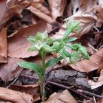 Epipactis persica Habit