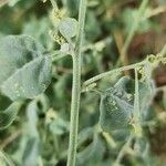 Chenopodium vulvaria خشب