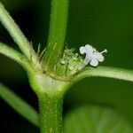 Spermacoce ocymifolia Λουλούδι