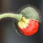 Papaver croceum Blomma