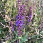 Salvia nemorosaFlor