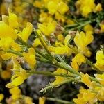 Genista acanthoclada 花