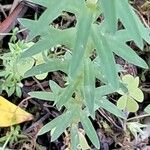 Linum strictum Leaf