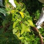 Solanum laxumLeaf