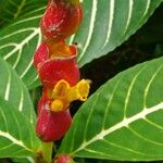 Sanchezia oblonga Flower