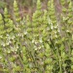 Sideritis arborescens عادت