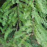 Taxodium distichumLeaf