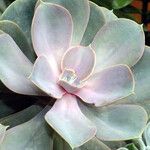 Echeveria gibbiflora 葉