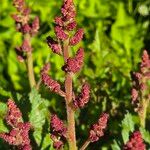 Spiraea tomentosa Virág