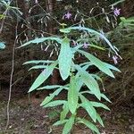 Prenanthes purpurea आदत