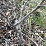 Veronica elliptica Kabuk