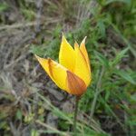 Tulipa sylvestris Fiore