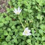 Ornithogalum divergensফুল