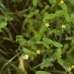 Hypericum mutilum Hábito