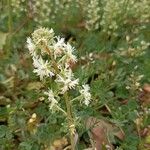 Sesamoides pygmaea Fula