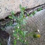 Senecio vulgarisFlower