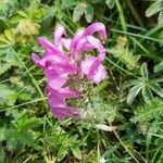 Pedicularis gyroflexa Цветок