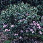 Rhododendron vernicosum Habitat