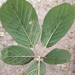 Handroanthus ochraceus Leaf