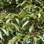 Quercus variabilis Hostoa