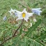Solanum sisymbriifolium Λουλούδι