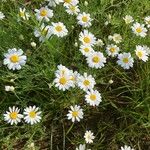 Anthemis ruthenica Fleur