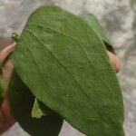 Phoradendron piperoides List