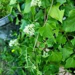 Mikania scandens ഇല