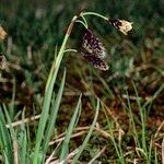 Carex atrofusca Habitus