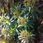 Euphorbia stygiana Hábito