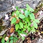 Impatiens balfouriiBlad