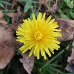 Taraxacum campylodesCvet