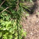 Larix occidentalis Leaf