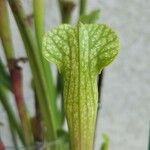 Sarracenia rubra Levél