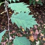 Corylus heterophylla Листок