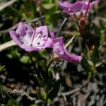 Kalmia polifolia 整株植物