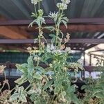 Trigonella caerulea Flower