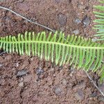 Dicranopteris linearis Jani