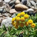 Tanacetum vulgareFlower